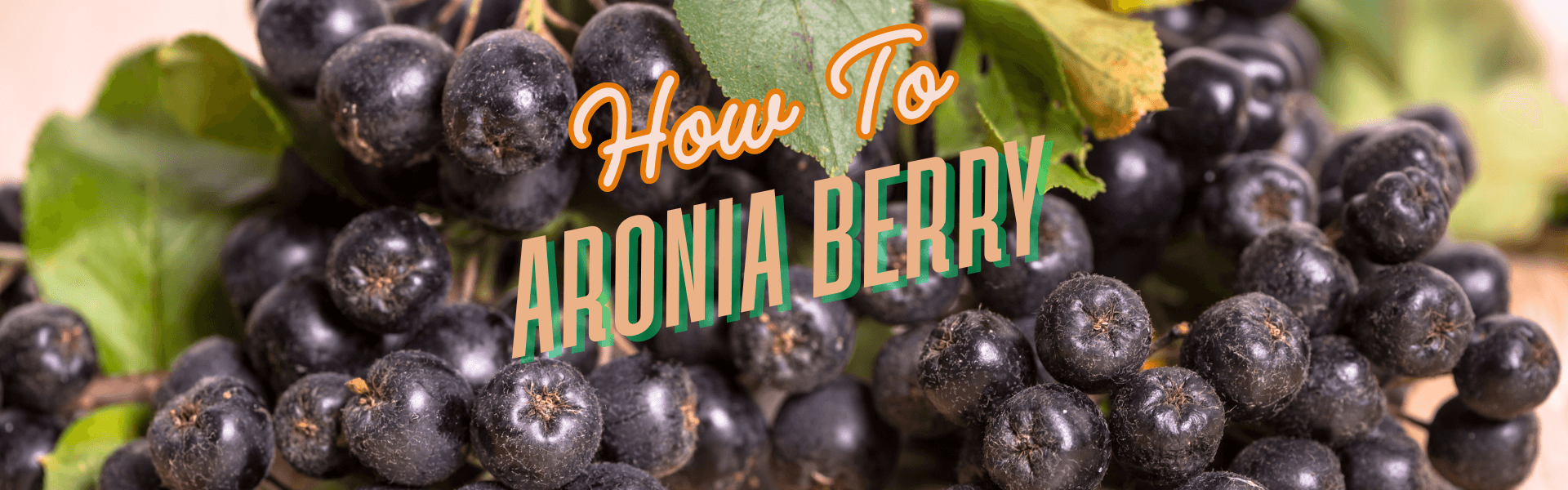 How To Aronia Berry(Chokeberry)