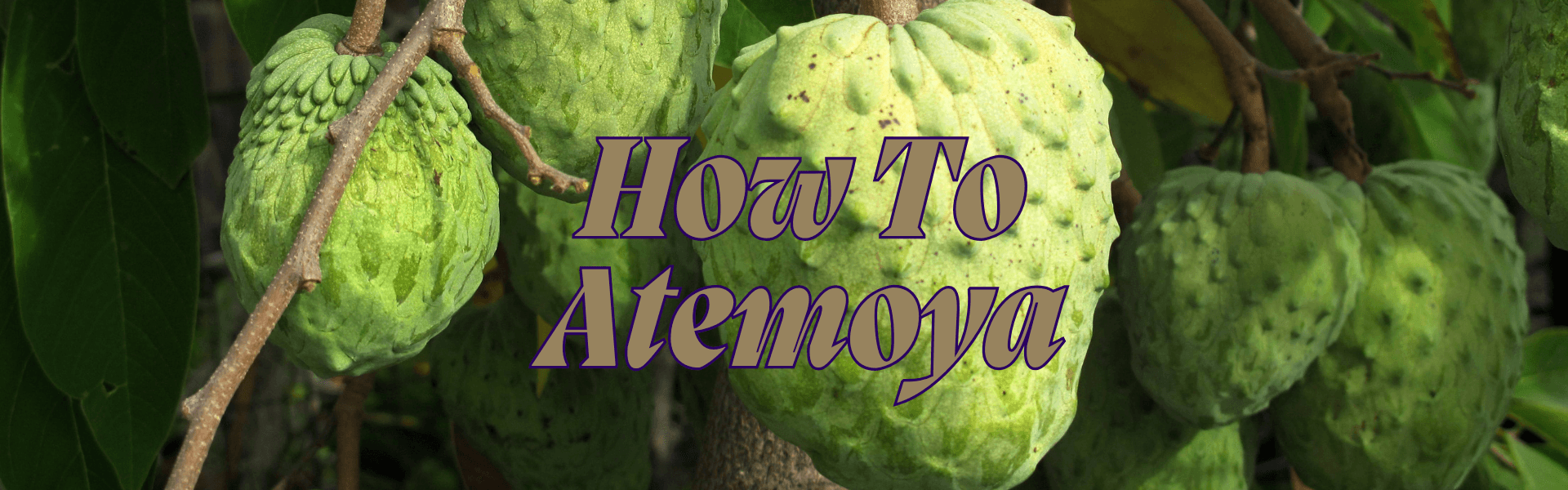 How To Atemoya