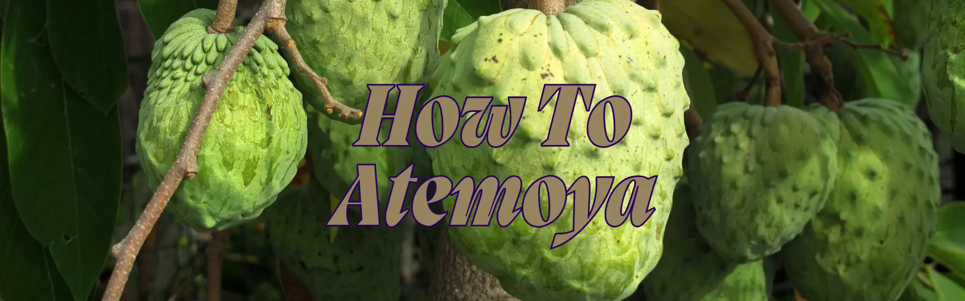 How To Atemoya