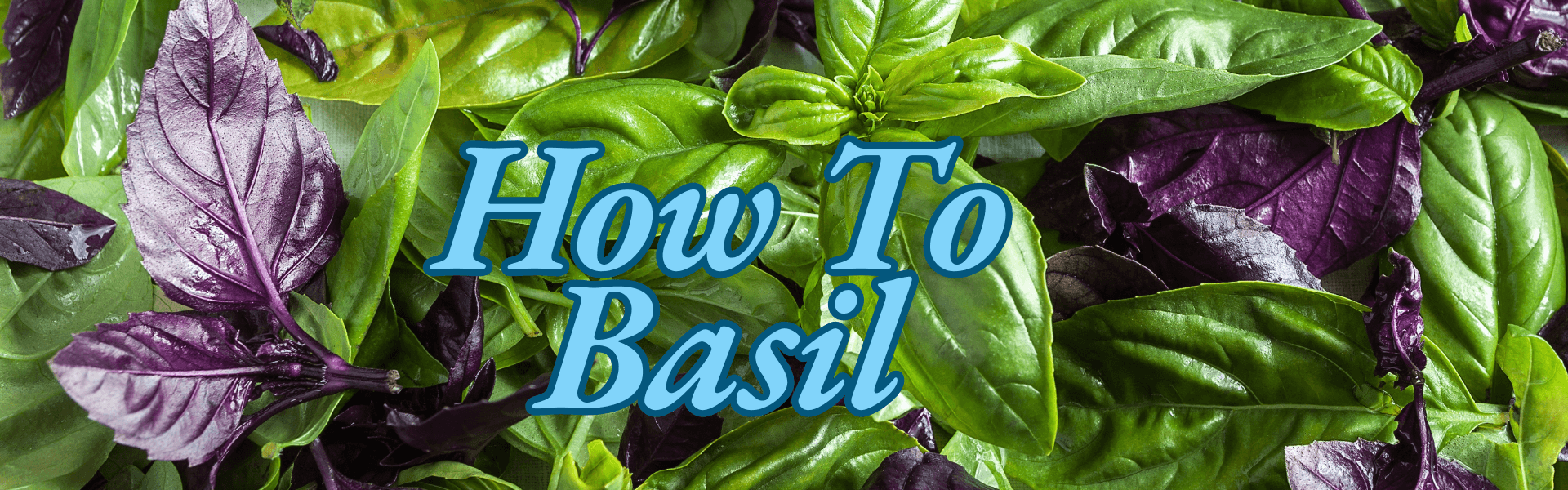How To Basil