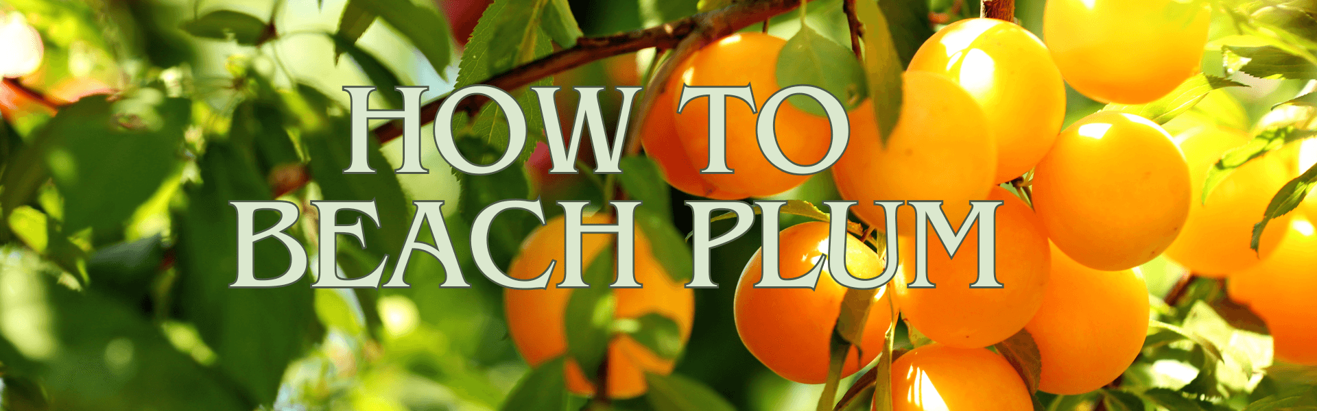 How To Beach Plum