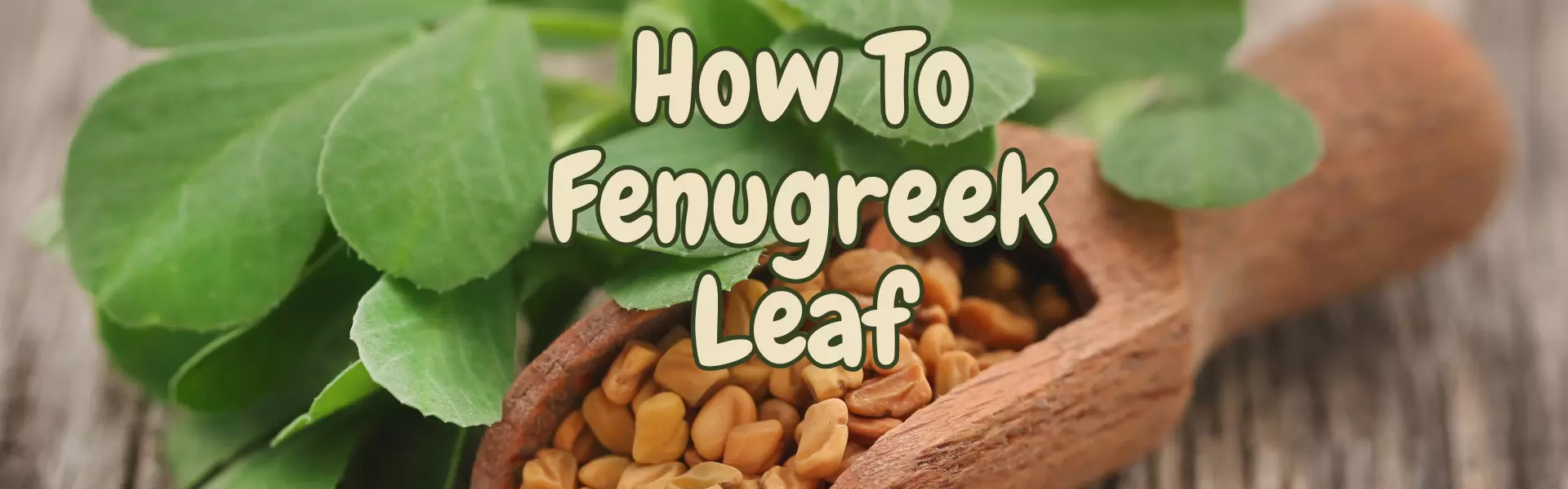 How To Fenugreek Leaf How To Fenugreek Leaf