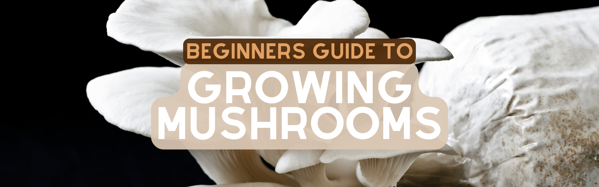 Your First Mushroom Harvest: A Step-by-Step Guide to the Bucket Tek