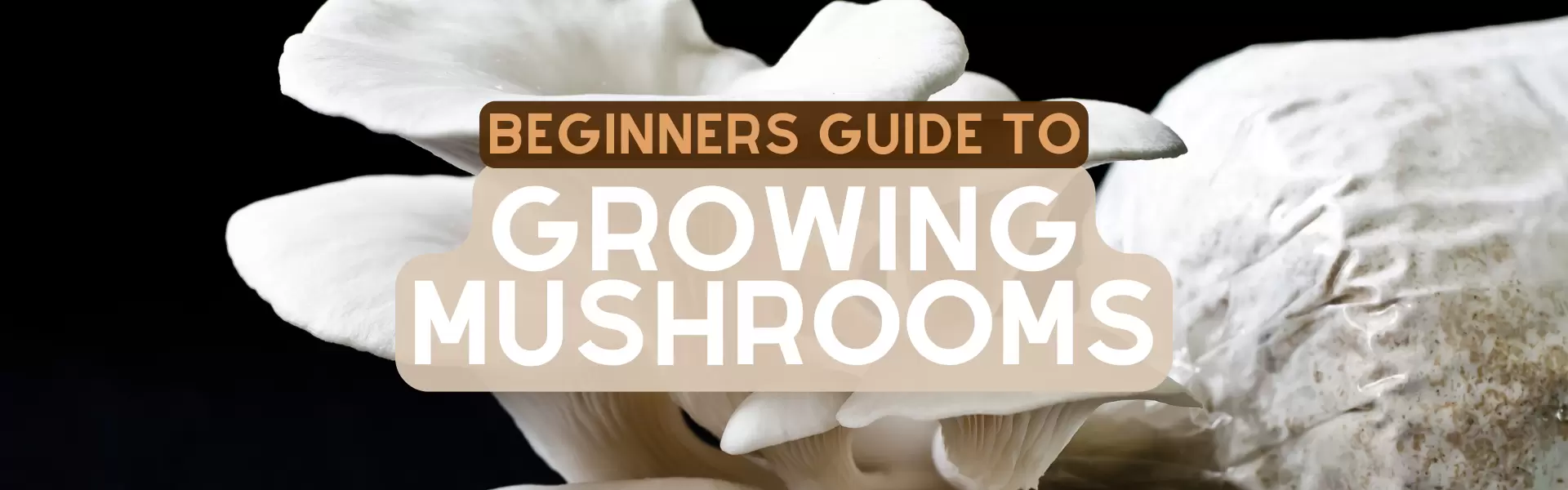 Beginners Guide to Growing Mushrooms Beginners Guide to Growing Mushrooms