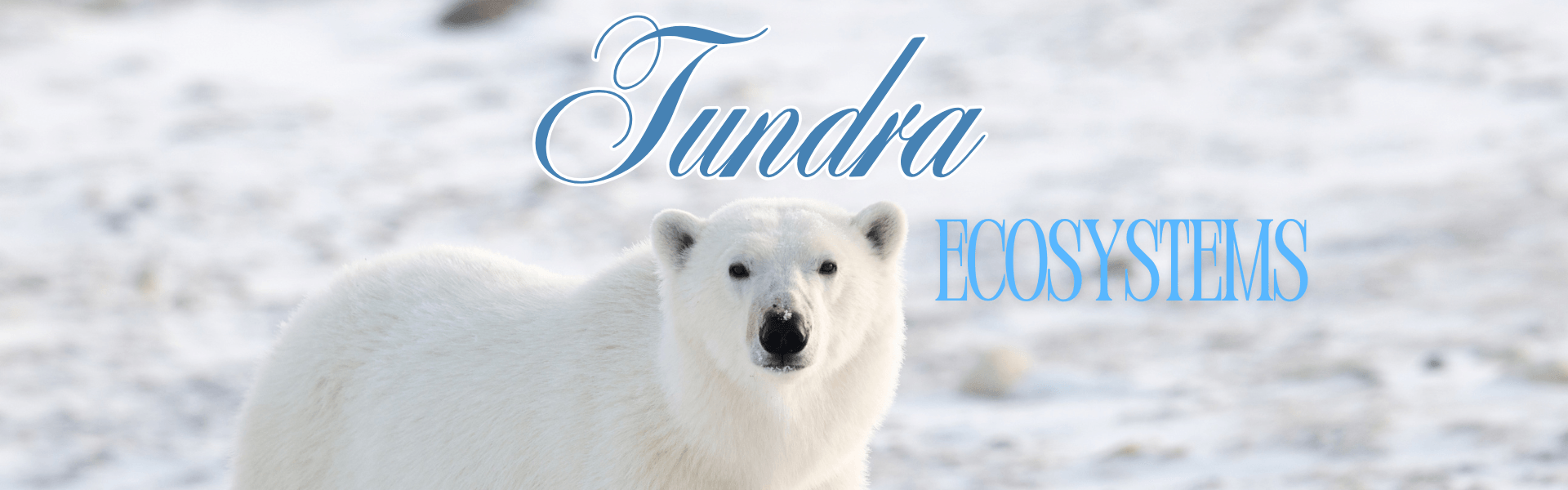 The Ultimate Guide to the Tundra: Life on the Edge of the World