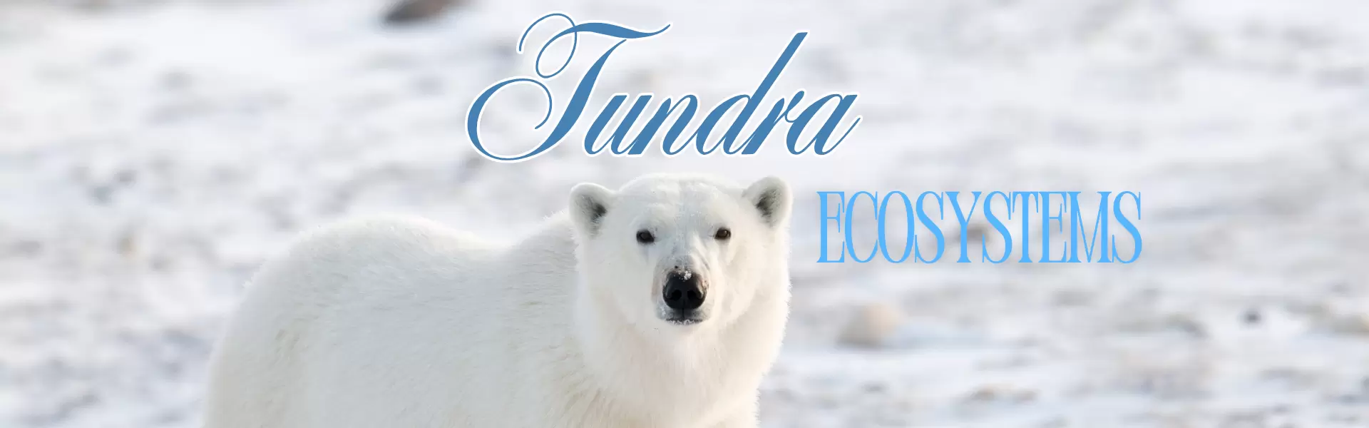 The Ultimate Guide to the Tundra: Life on the Edge of the World