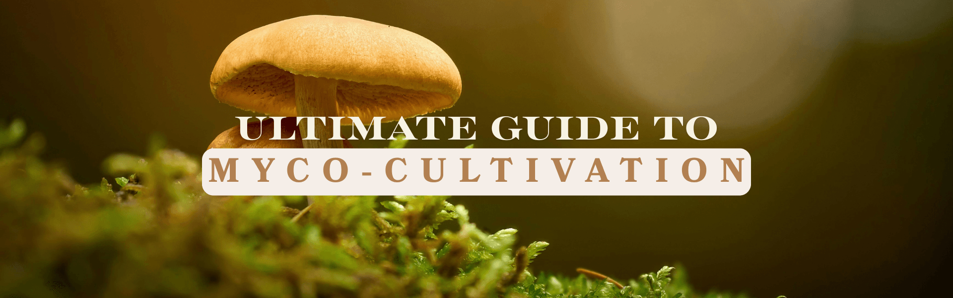 The Ultimate Guide to Myco-Cultivation: Growing Gourmet & Medicinal Mushrooms at Home