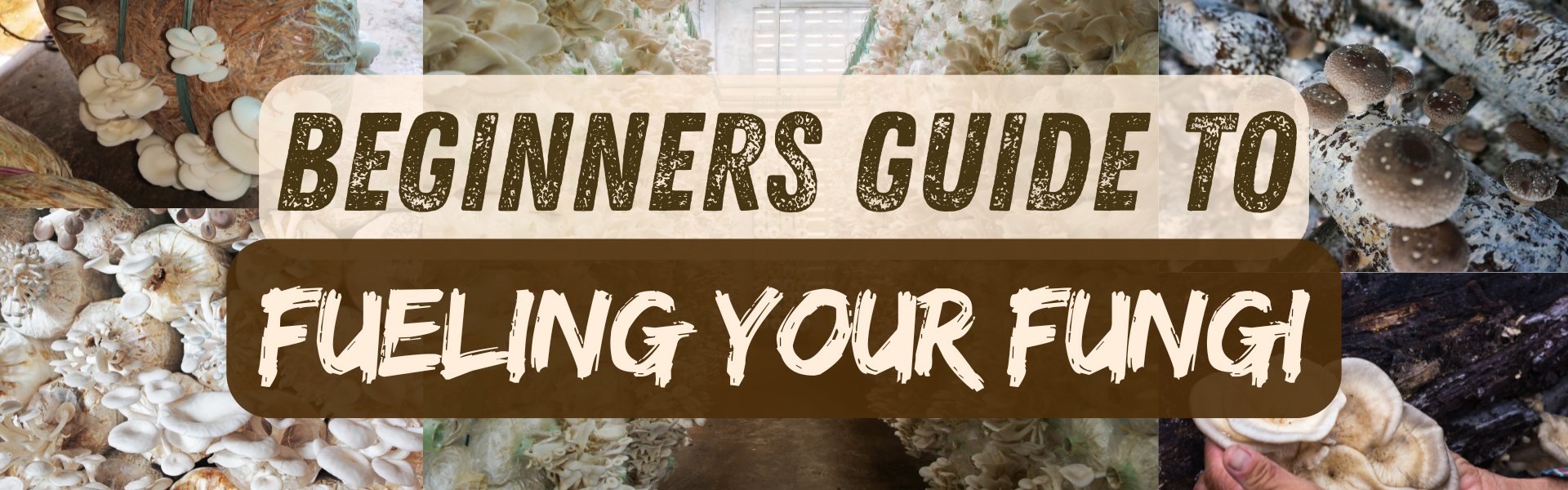 Choosing the Right Substrate for Your Mushrooms: A Beginner’s Guide to Fueling Your Fungi