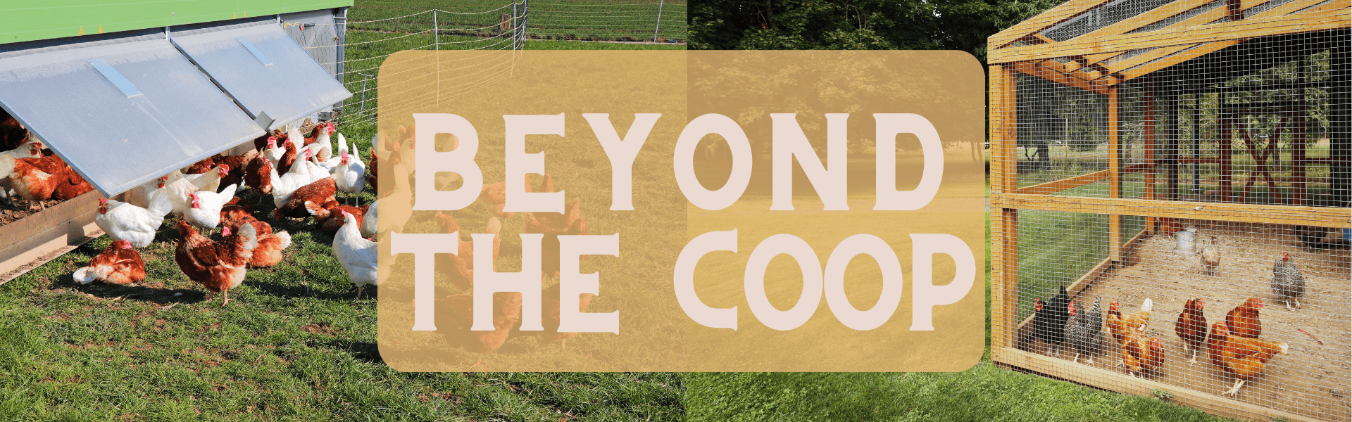 beyond the coop beyond the coop