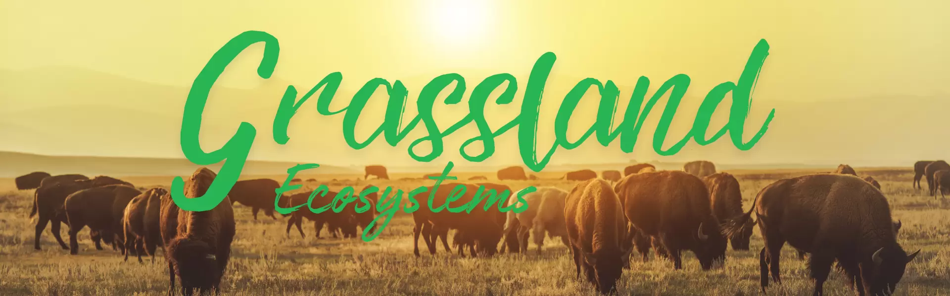 Grassland Ecosystem