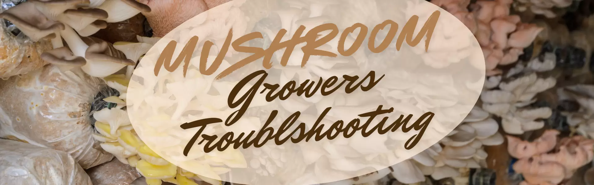 mushroom growers troubleshooting guide mushroom growers troubleshooting guide