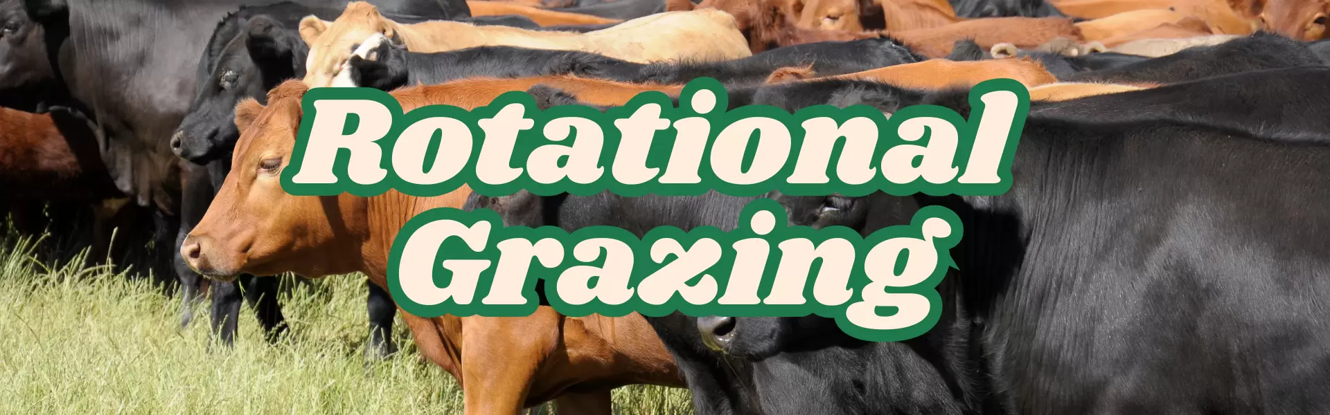 A Beginner’s Guide to Rotational Grazing: Healthier Land, Healthier Animals