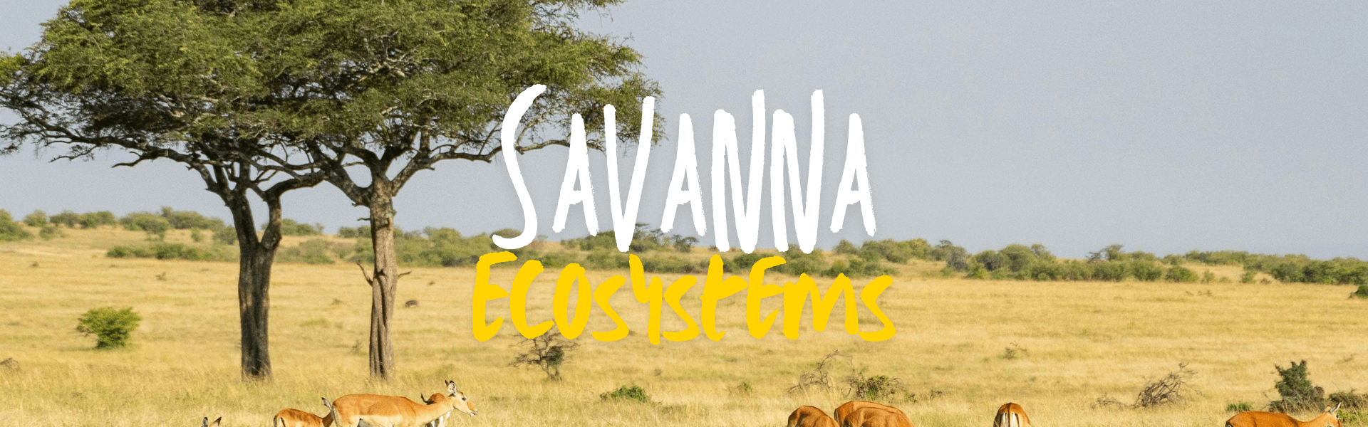 The Ultimate Guide to Savannas: Thriving in the Sun and Dry Seasons