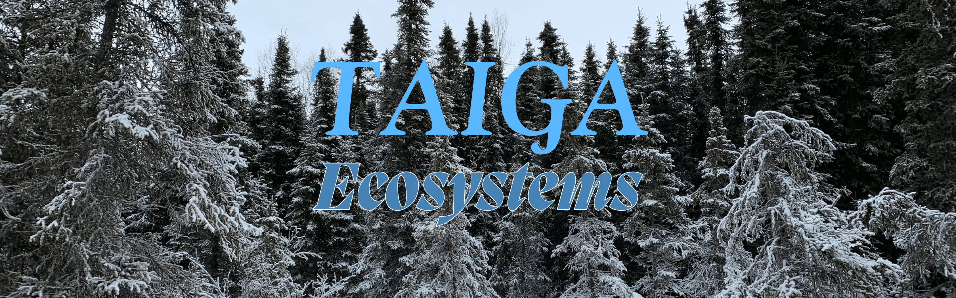 The Ultimate Guide to the Taiga: Resilience in the Great Northern Forest