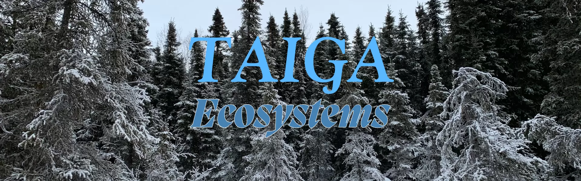 The Ultimate Guide to the Taiga: Resilience in the Great Northern Forest