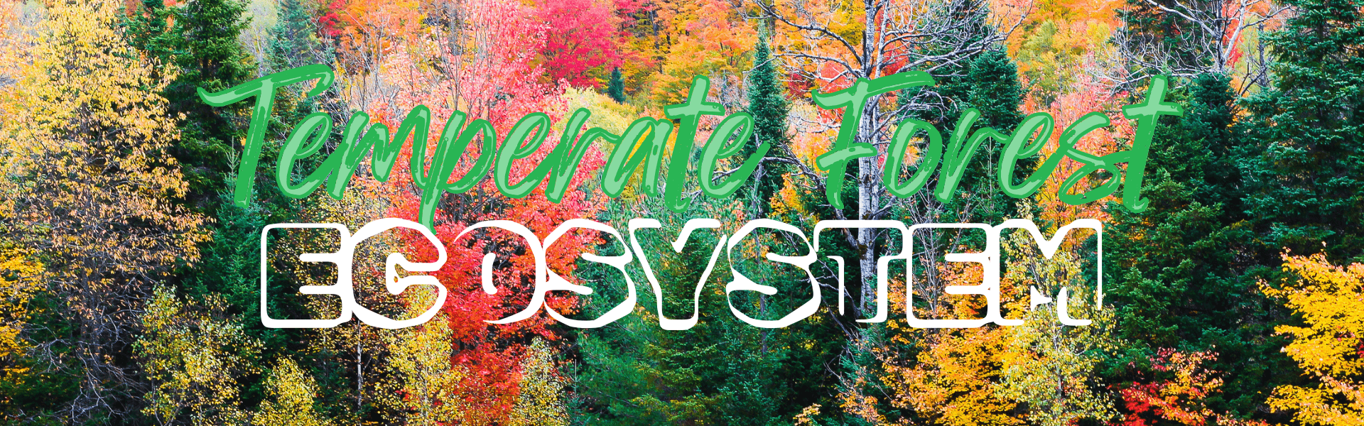 The Ultimate Guide to Temperate Forests: Wisdom of the Four Seasons