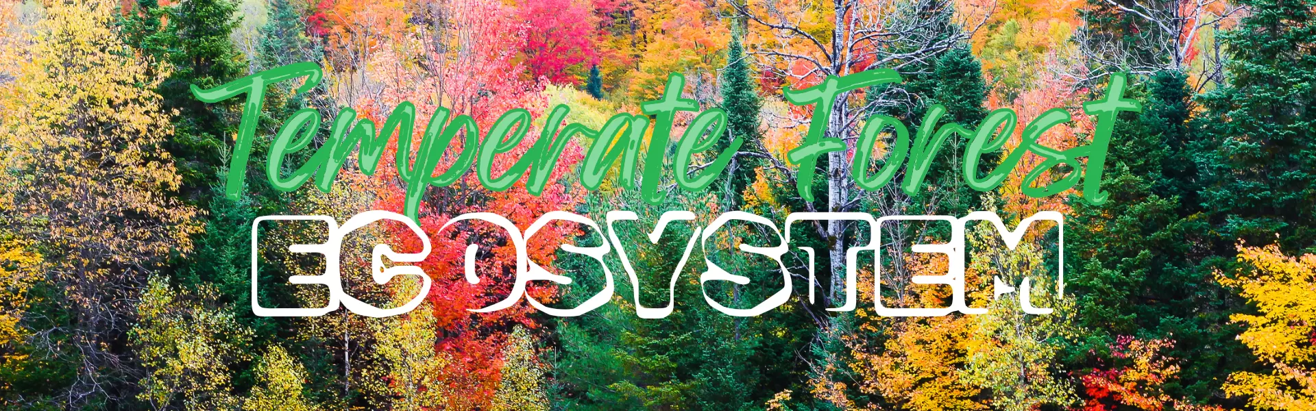 The Ultimate Guide to Temperate Forests: Wisdom of the Four Seasons