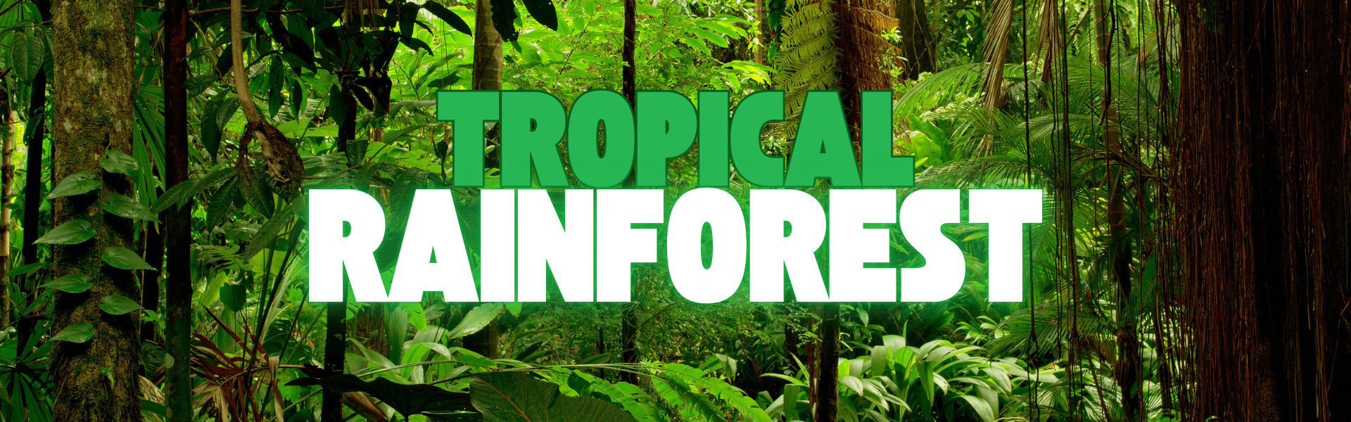 The Ultimate Guide to Tropical Rainforests: Protecting the Lungs of Our Planet