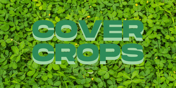 Cover Crops