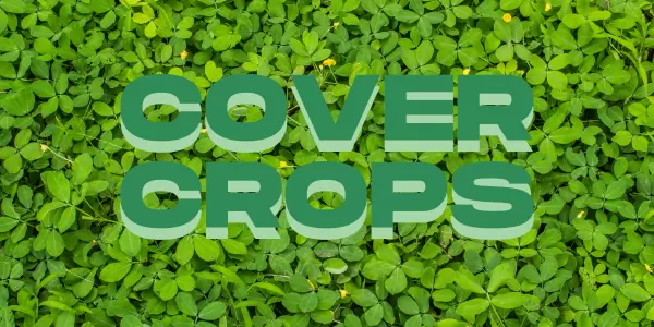 Cover Crops Cover Crops