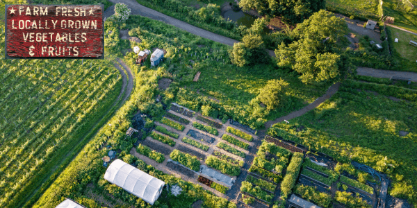 Organic Farm Fresh Produce